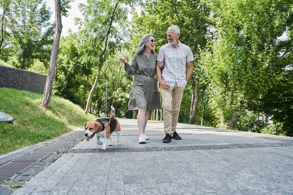 A smiling senior couple walking their beagle dog outdoors